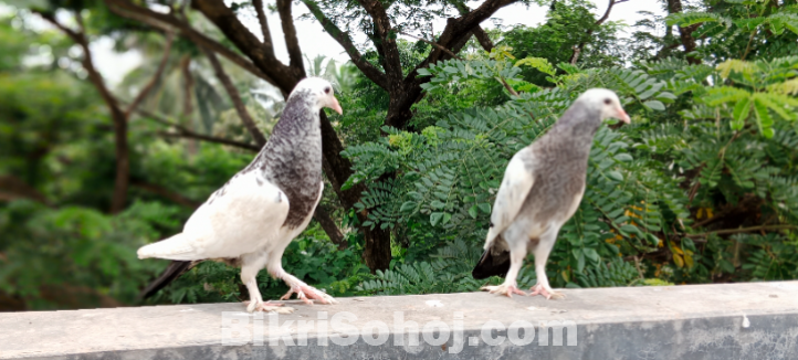 Cross pouter baby kobutor